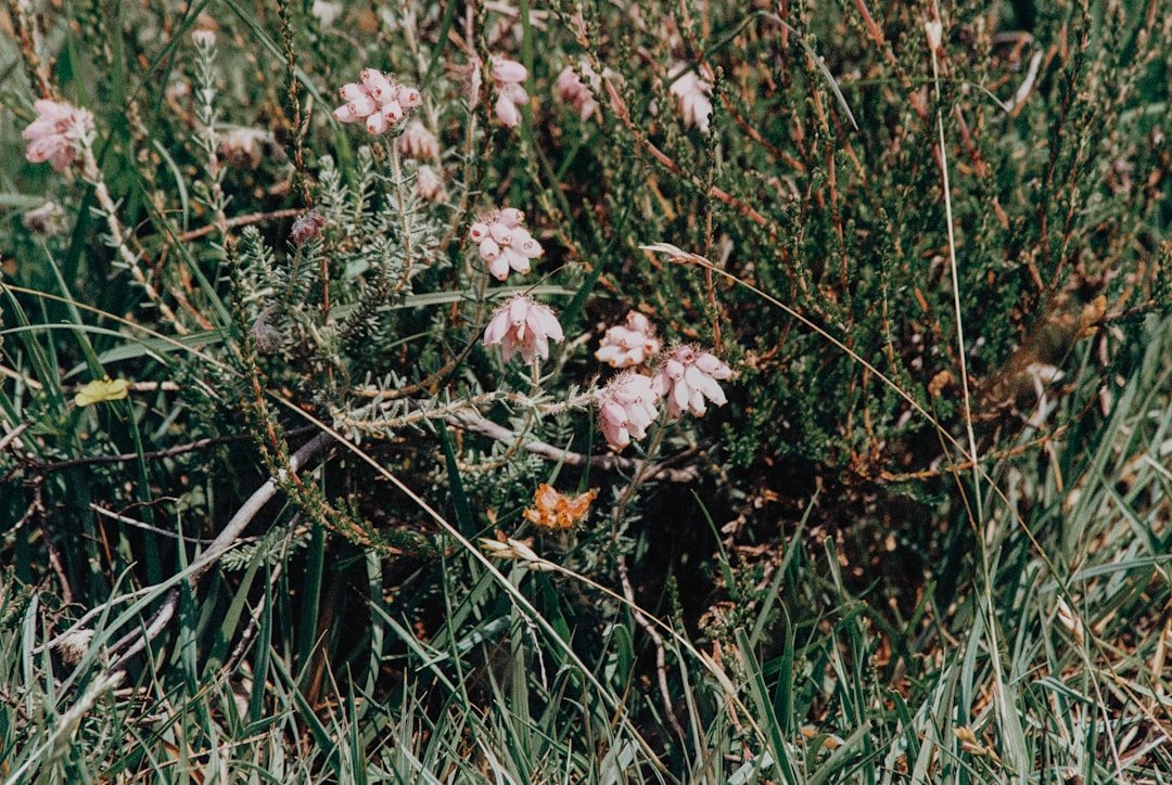 white flowers on green grass