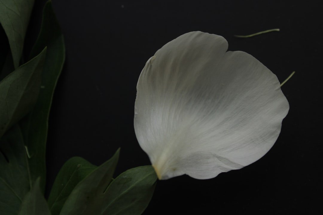 a white flower with green leaves on a black background