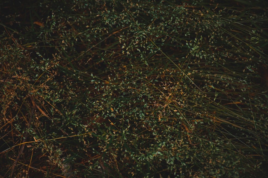 green grass field during daytime