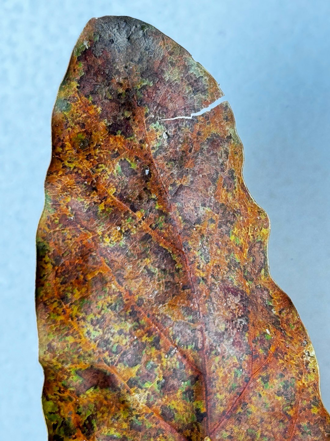 A piece of metal that looks like a leaf