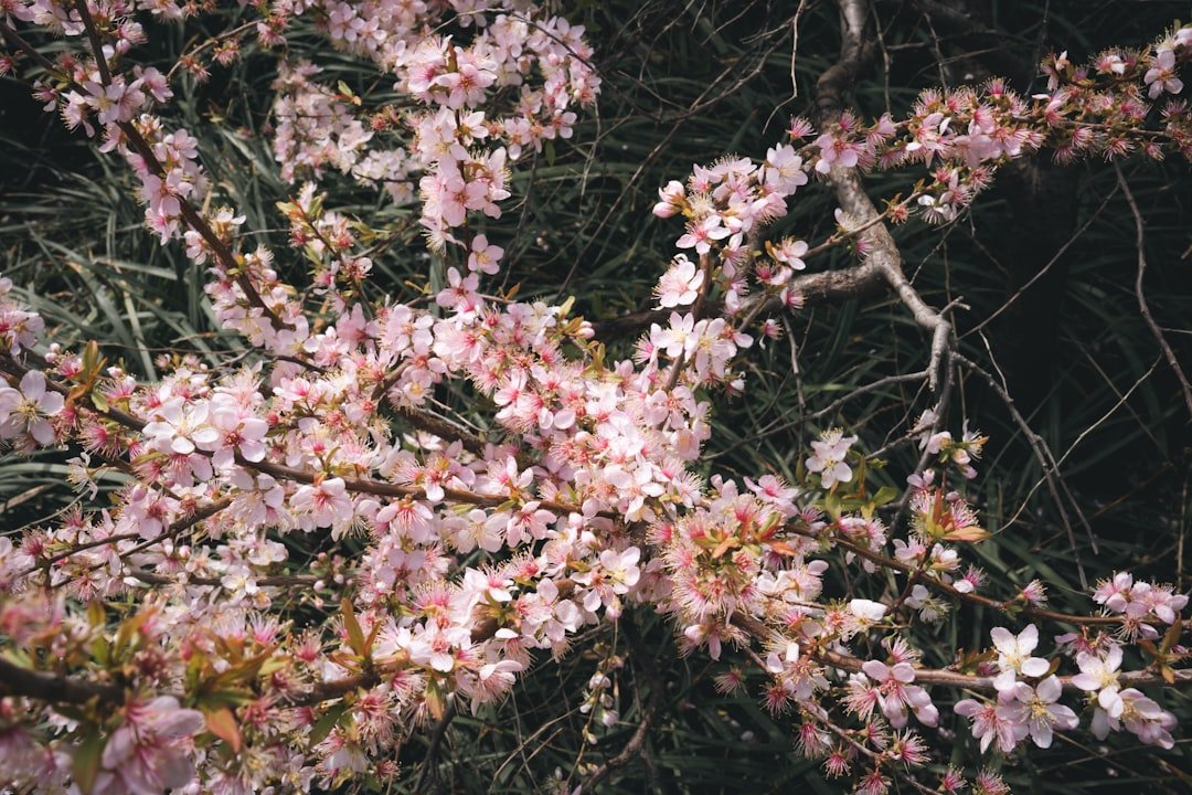 a bunch of pink flowers on a tree