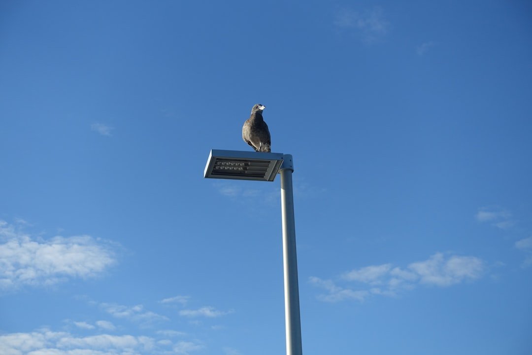 a bird sitting on top of a street light