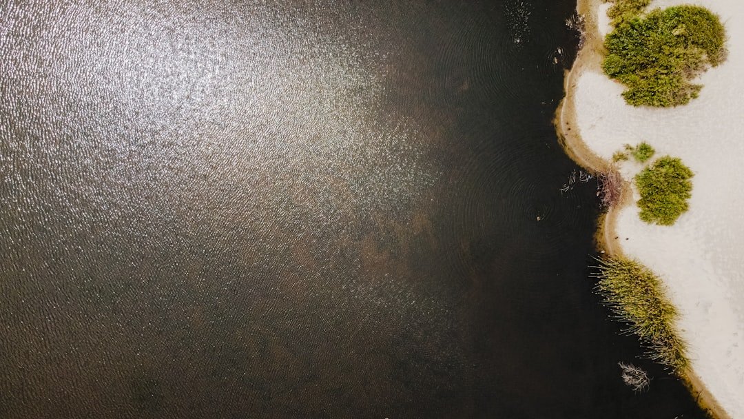 brown and white animal on black leather