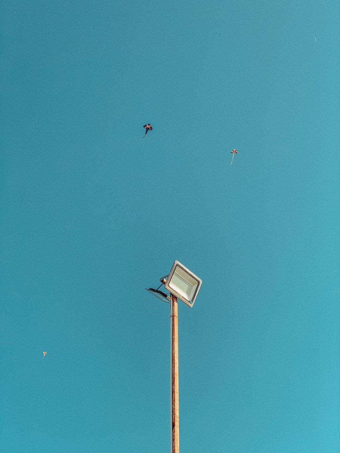 black and white bird flying over the street light
