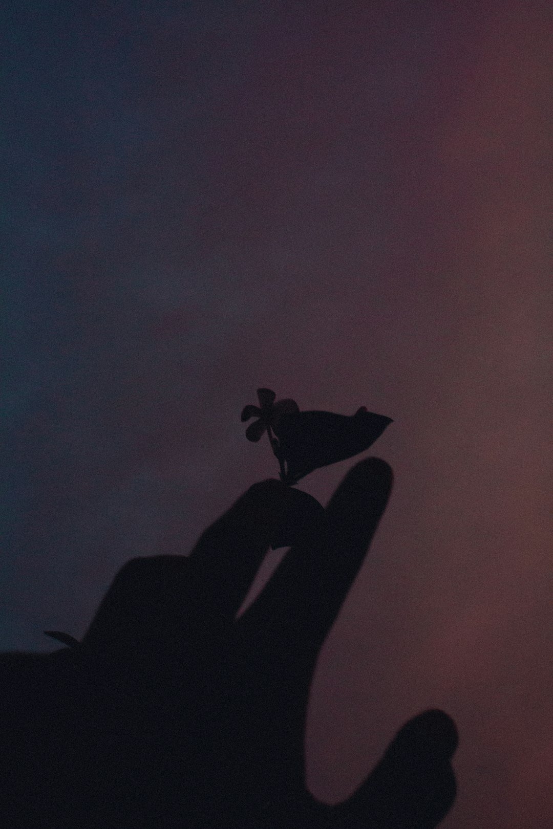 a shadow of a hand holding a small bird