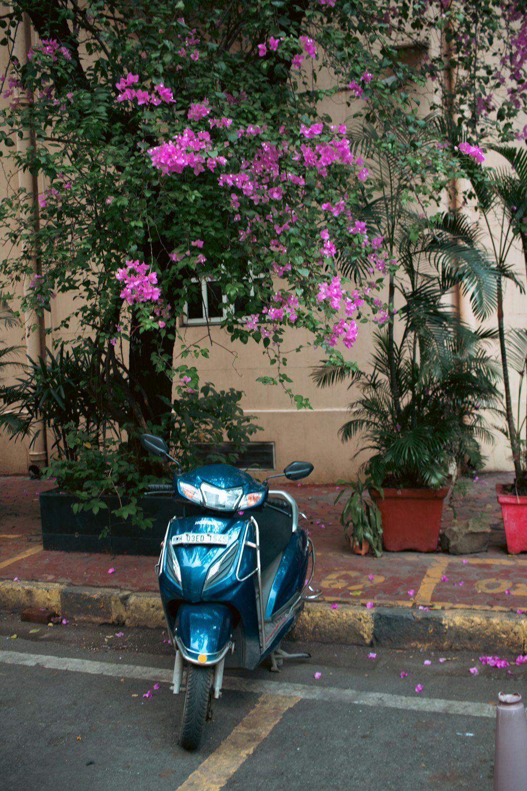 Blue scooter parked beneath flowering tree.