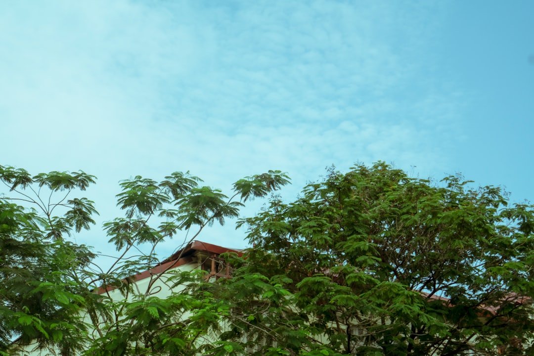 a house surrounded by trees