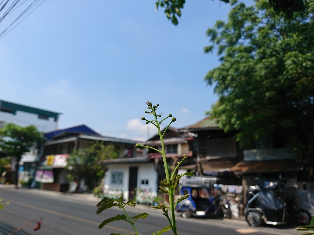 a plant in the middle of a street
