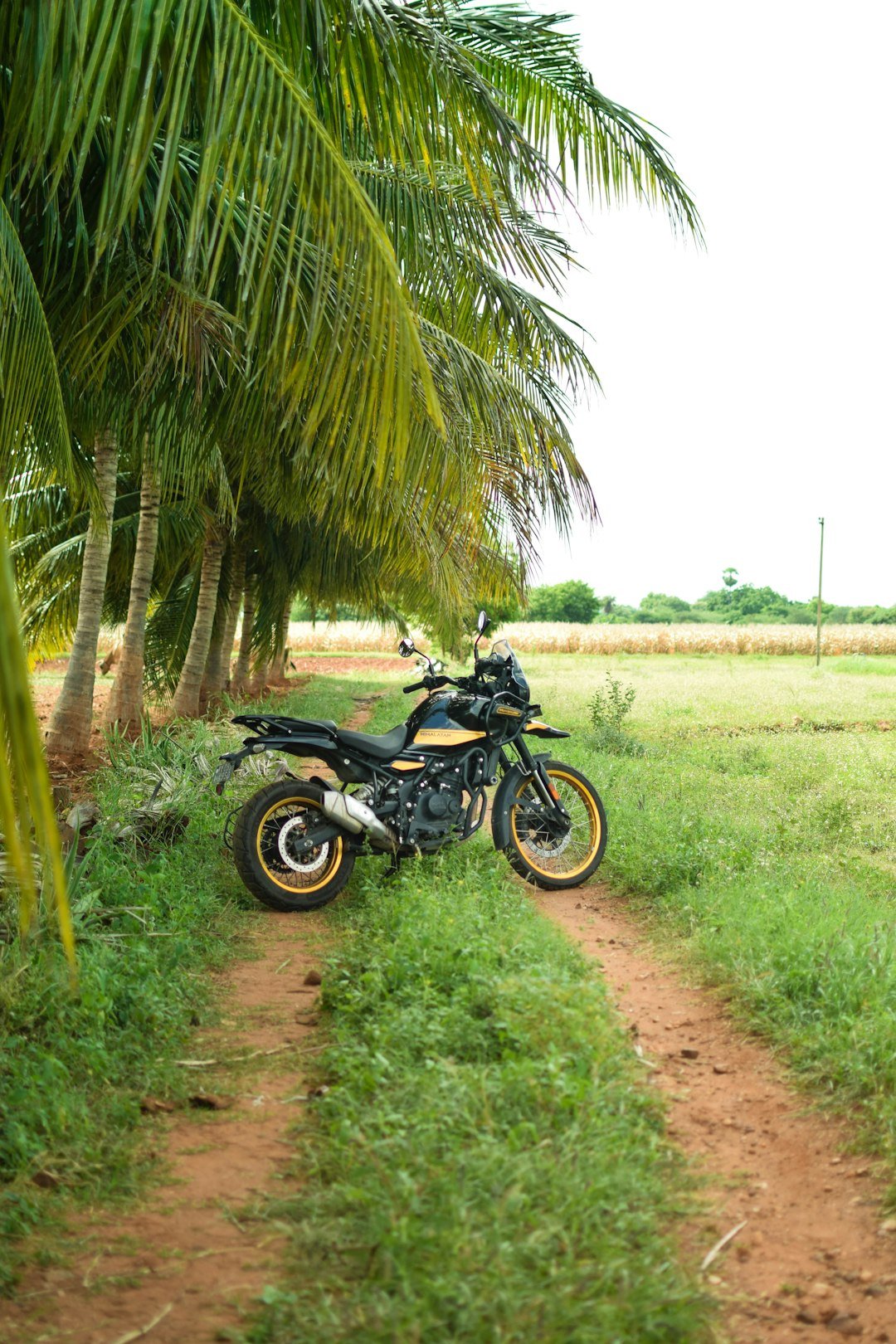 A motorcycle parked on a dirt road next to a palm tree