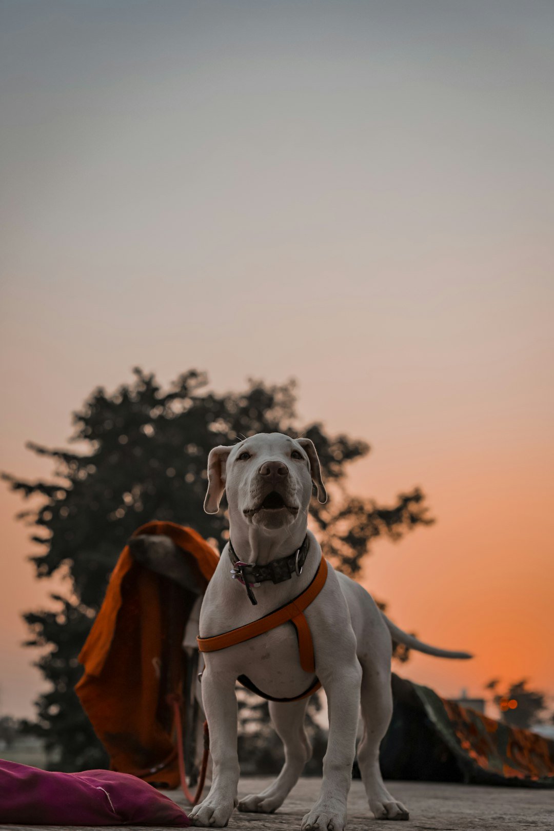 a dog wearing a garment